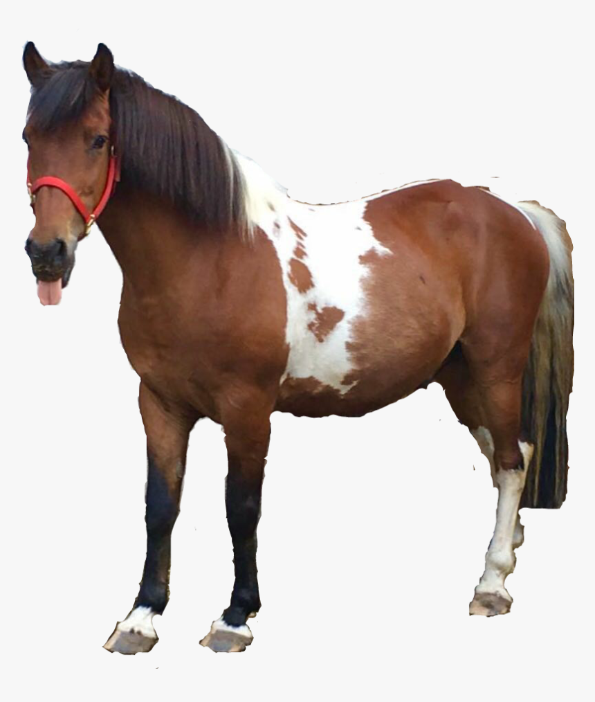 #funny Horse - Sorrel, HD Png Download