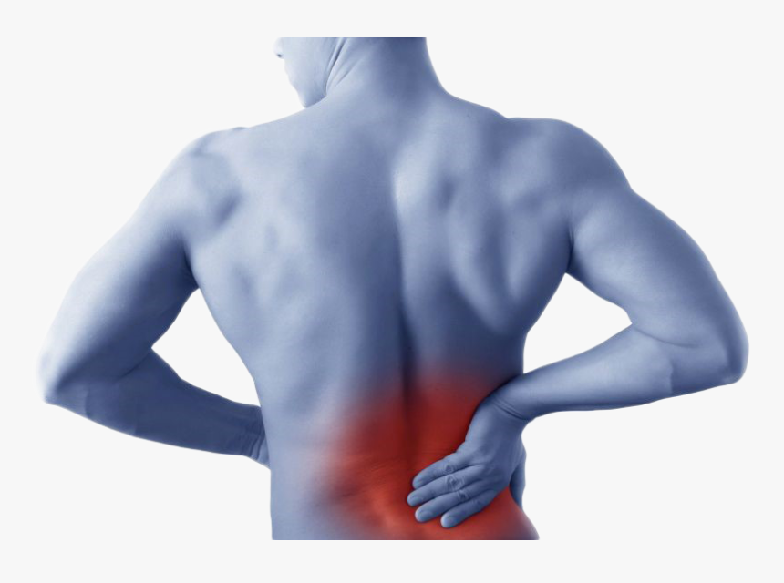 Back Pain Revealed - Back Extension Machine Muscles, HD Png Download