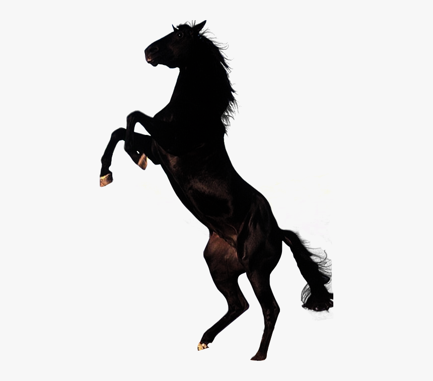 Horse,mane,animal - Black Horse Png, Transparent Png