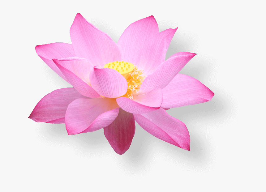 Vietnam Airlines Lotus, HD Png Download