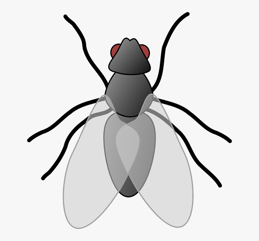 Clipart Of Fly, HD Png Download