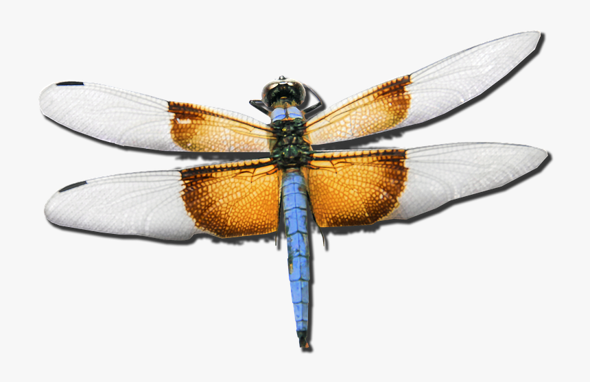 Yusufçuk Png, Transparent Png