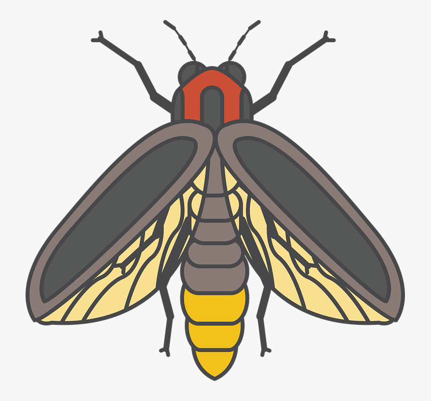 Fire Fly, Bug, Insect, Glow, Firefly, Lightning Bugs And Insects Fire