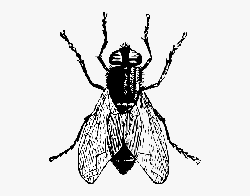 Fly Clip Art Black And White, HD Png Download