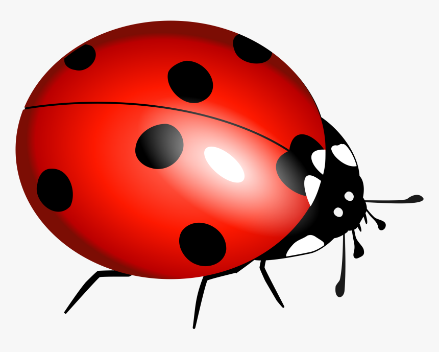 Ladybug Flying Panda Free - Ladybird Pictures To Print, HD Png Download