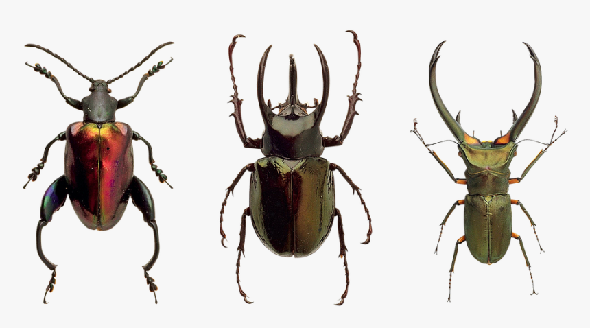 Transparent Flying Bug Png - Insekter Png, Png Download