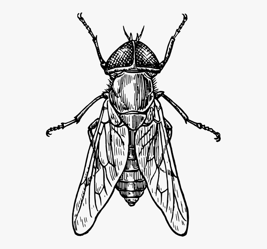 Fly, Bug, Wings, Insect, Gadfly - Insect Black And White, HD Png Download