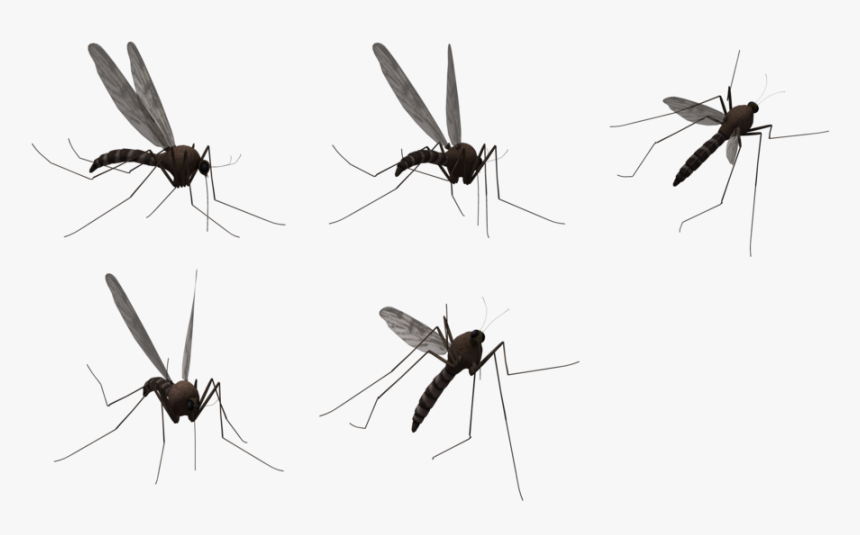 Insect,wildlife - Комары Пнг, HD Png Download