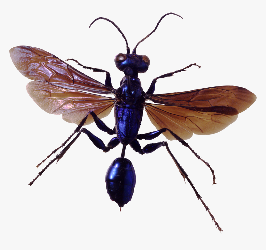 Bug Png Image - Insects Png, Transparent Png