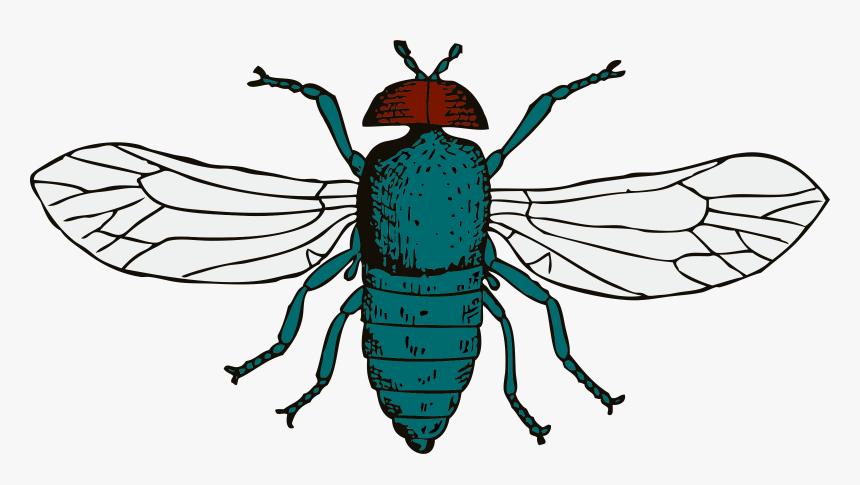 Download Png Image Report - Bluebottle Fly Clipart, Transparent Png