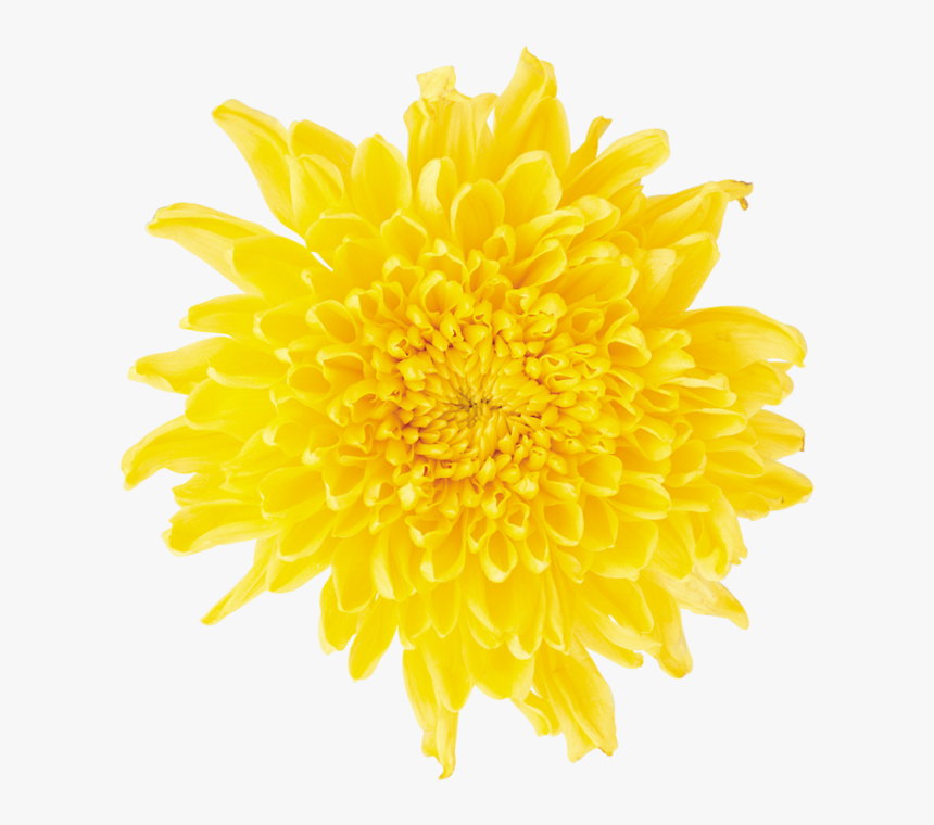 Dandelion Png Free Download - Yellow Daisy Flower Png, Transparent Png