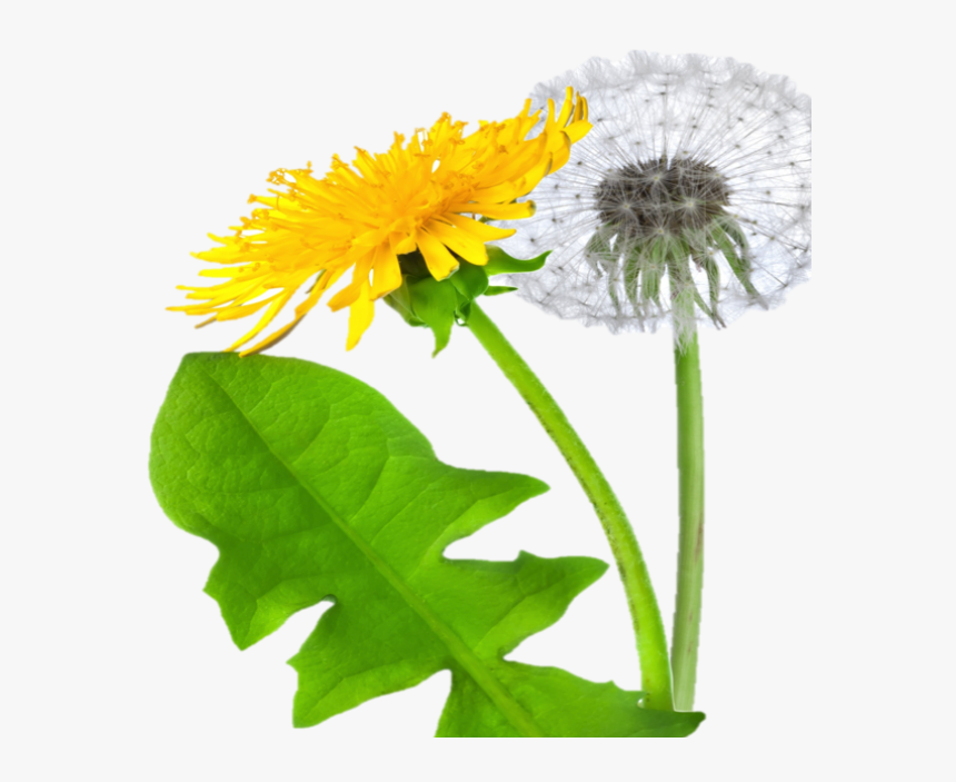 Dandelion Png Free Download - Dandelion Png, Transparent Png