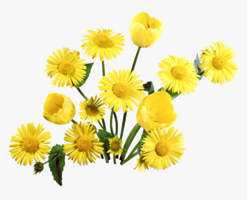 Dandelion Png - Flower Png Background Full Hd, Transparent Png