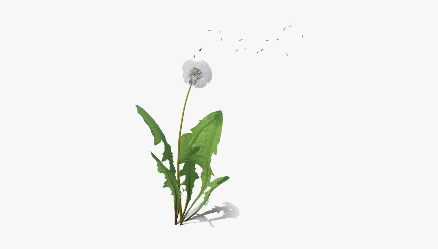 Dandelion Png Free Background - Dandelion, Transparent Png