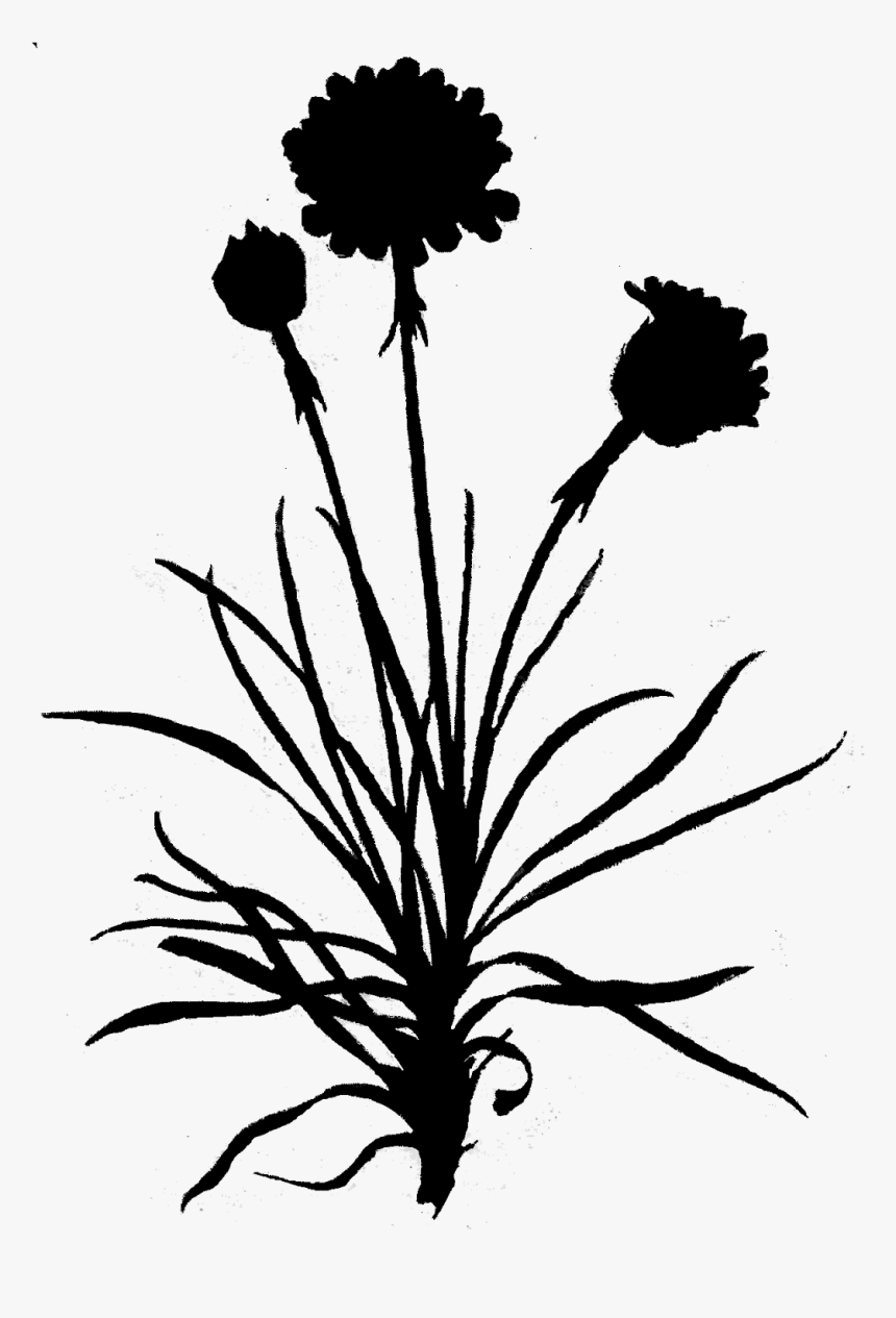 Dandelion Clip Art Leaf Floral Design - Chrysanths, HD Png Download