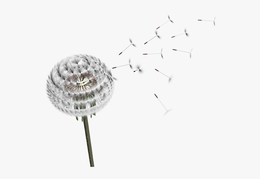 Dandelion Transparent Png - Portable Network Graphics, Png Download