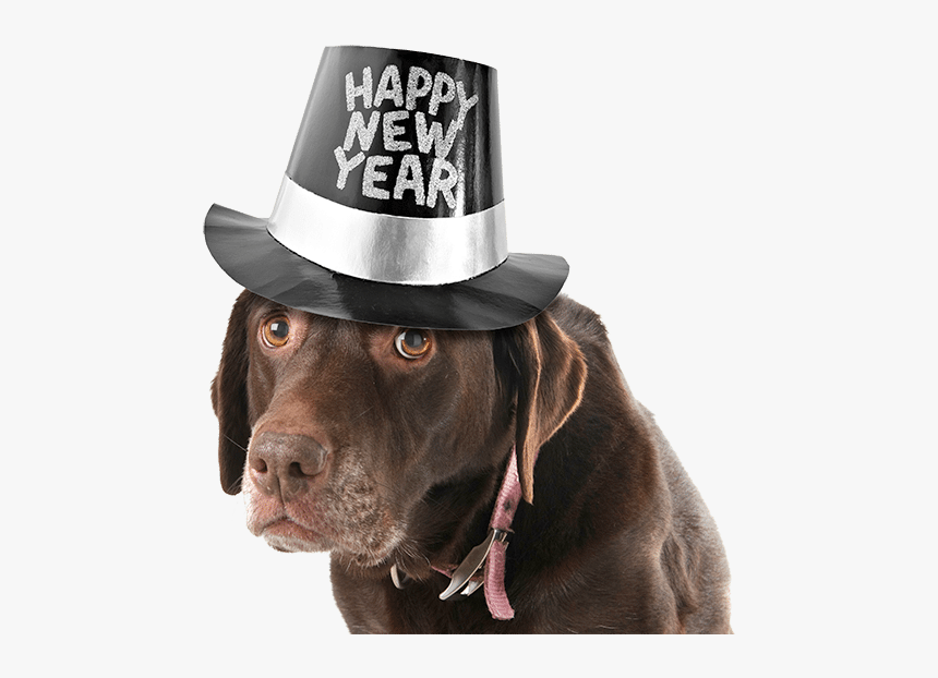 Clip Art Happy New Year Pets - New Years Eve Dog, HD Png Download