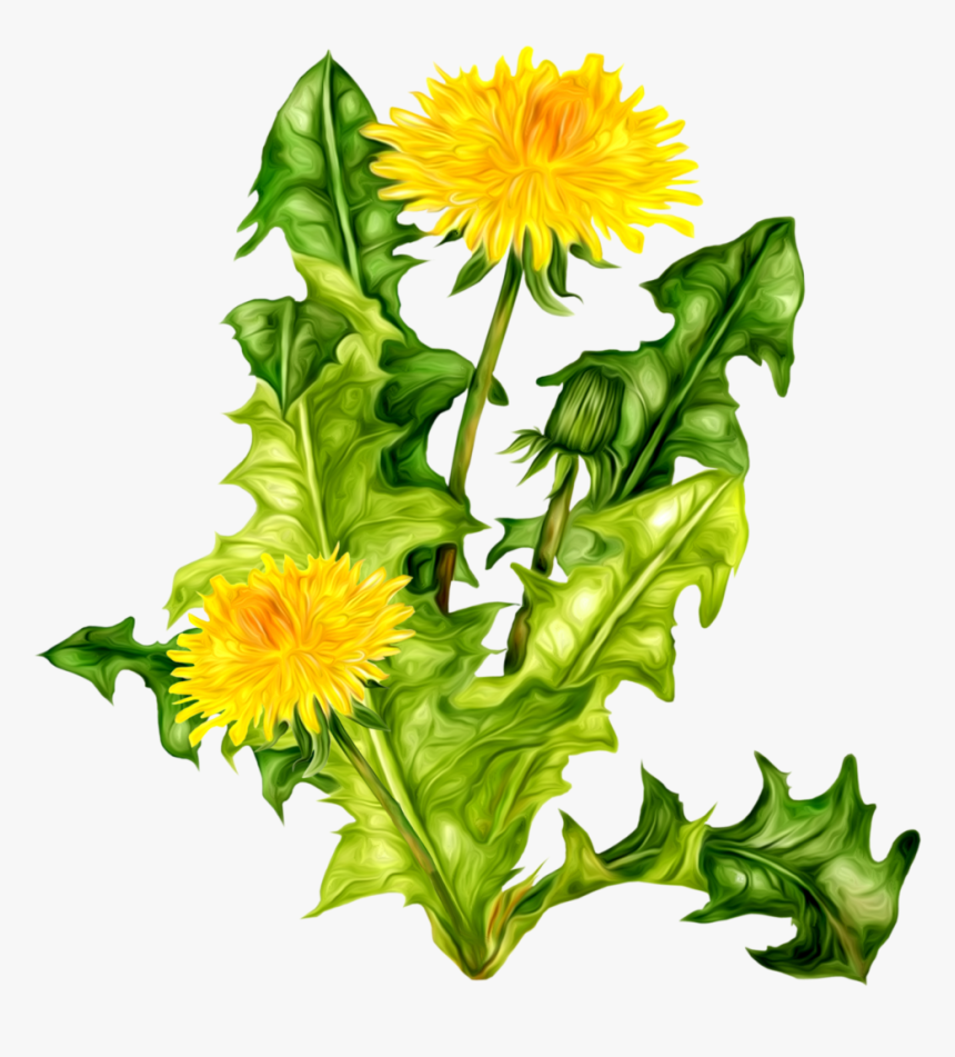 Dandelion Png, Transparent Png