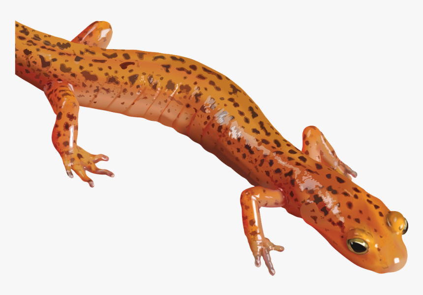 Download Salamander Png Clipart - Newt Png, Transparent Png
