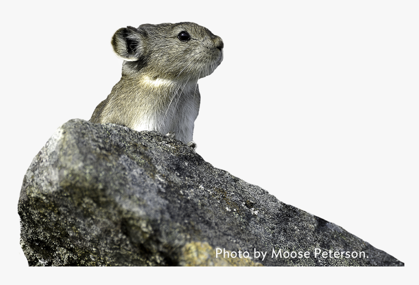 Photo By Moose Peterson - Pika Animal Transparent Background, HD Png Download