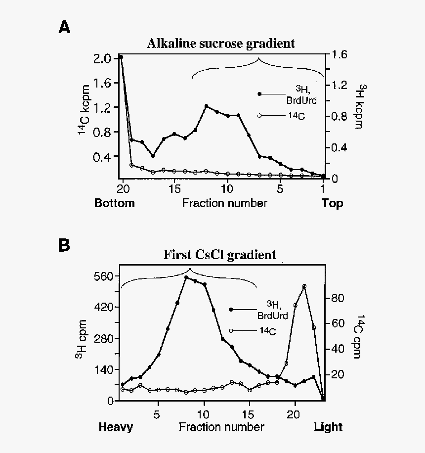 Fractionation Of Nascent Dna Strands According To Size - Metro, HD Png Download