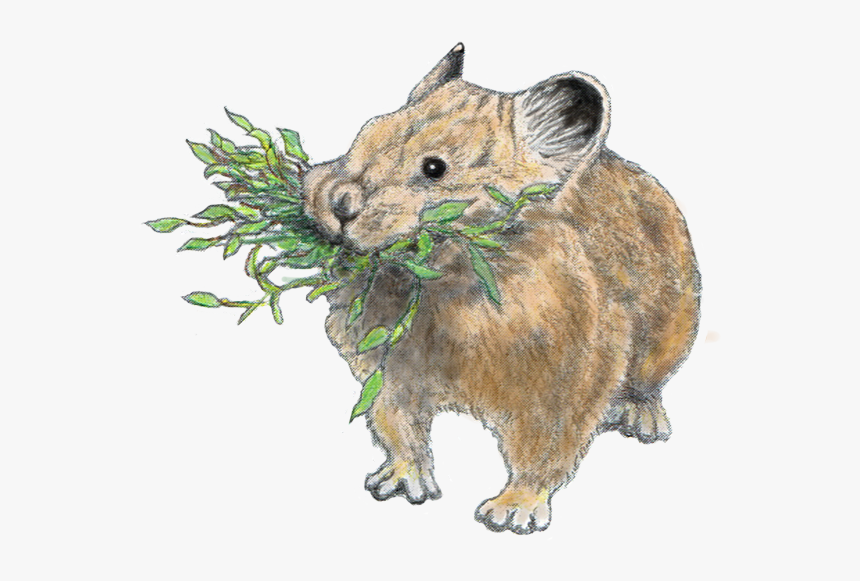 Pika - Punxsutawney Phil, HD Png Download