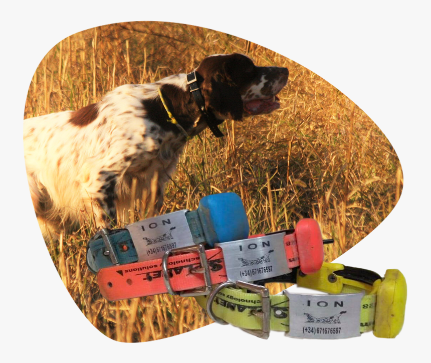 Dog Catches Something, HD Png Download