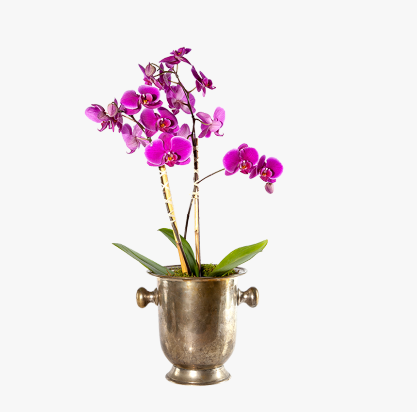 Moth Orchid, HD Png Download
