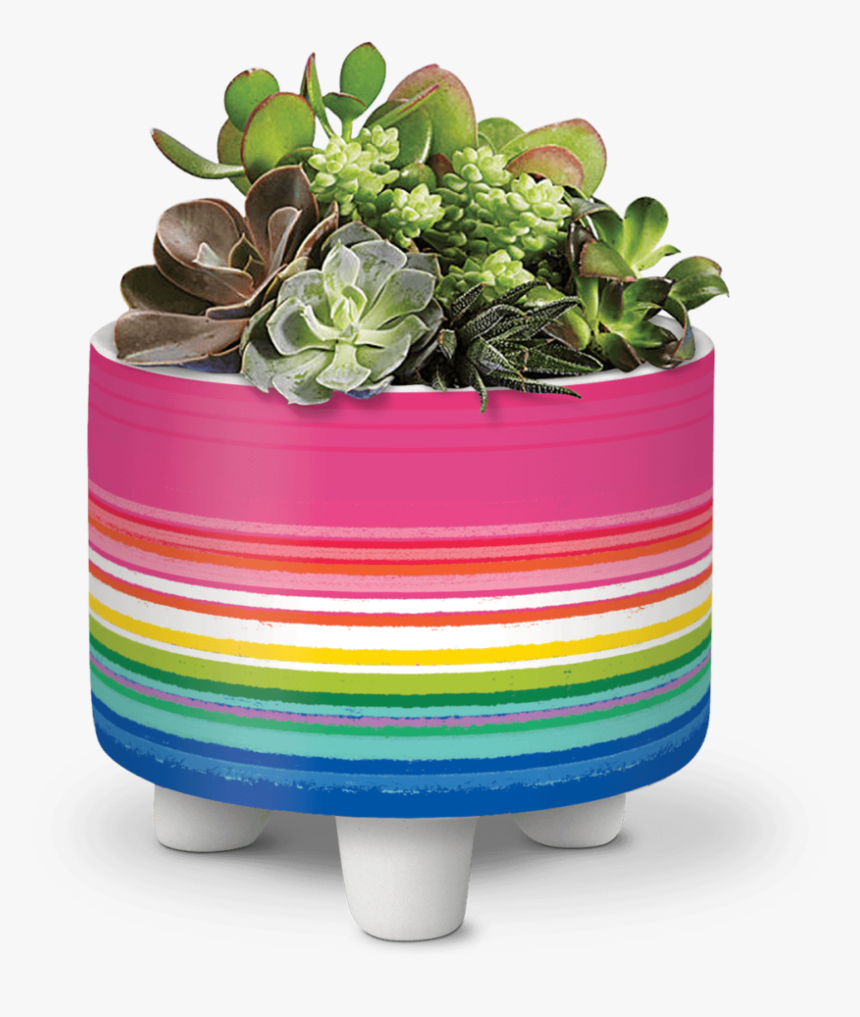 Succulent Plant, HD Png Download