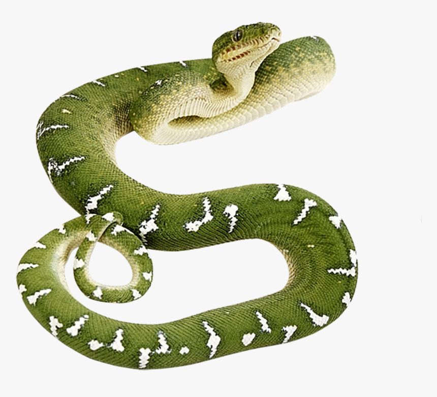 Green Snake Png, Transparent Png