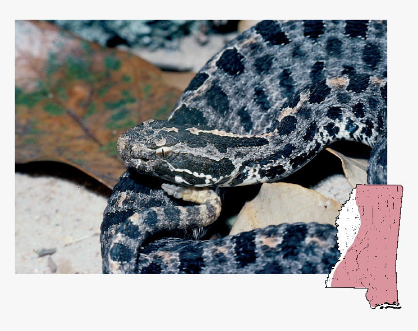 Gray Snake With Black Spots, HD Png Download