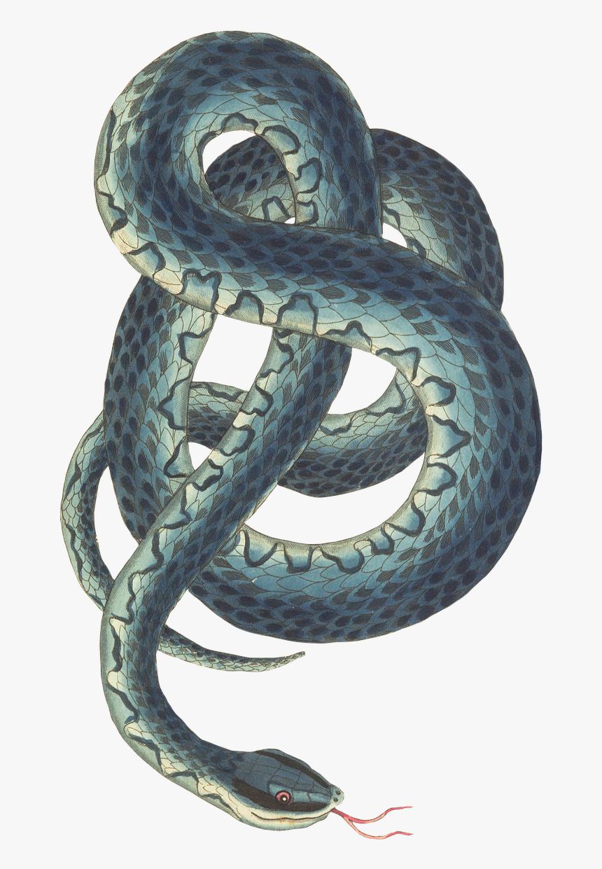 Snake Reptile Background Free Picture - Snake Png Transparent Background, Png Download