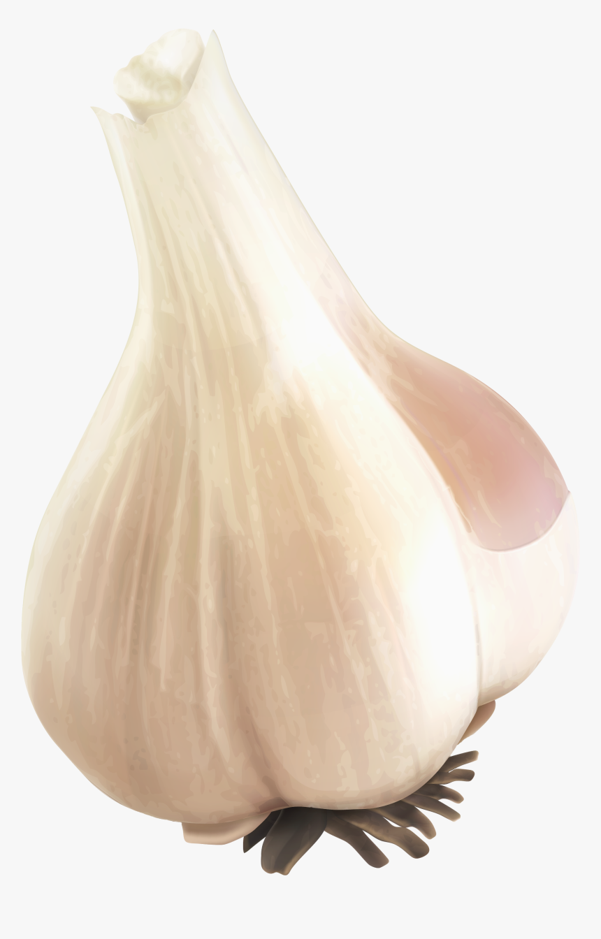 Garlic Png Image - Garlic Transparent, Png Download