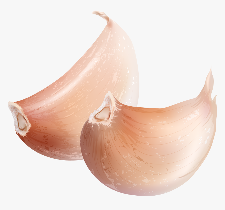 Vector Transparent Download Garlic Watercolor Painting - Earthenware, HD Png Download