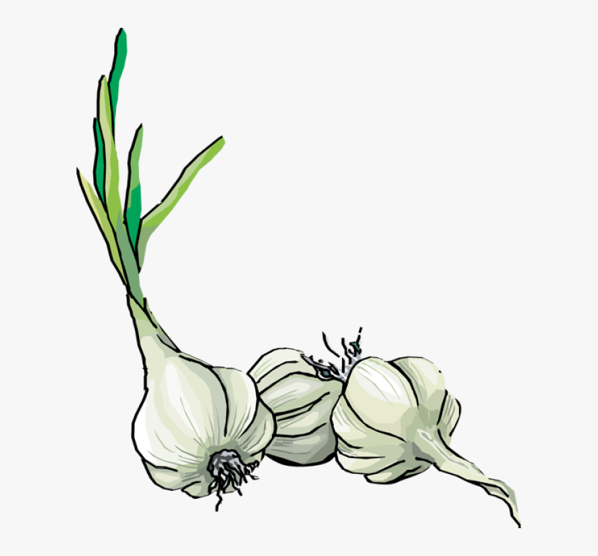 Transparent Garlic Png - Home Remedies Of Epilepsy, Png Download