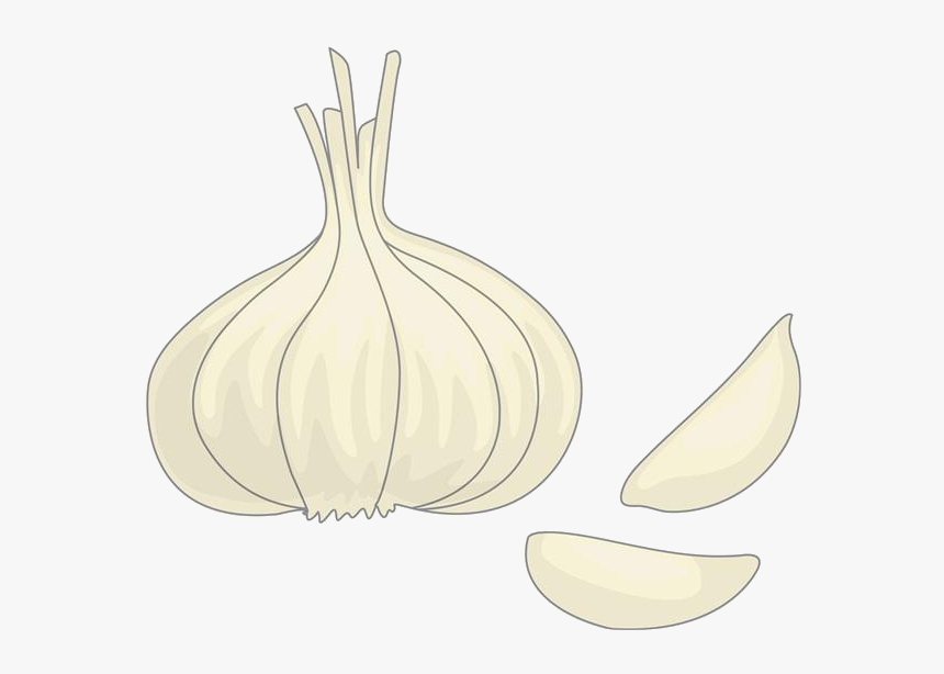 Clip Art Drawing Onion Material Transprent - Garlic, HD Png Download