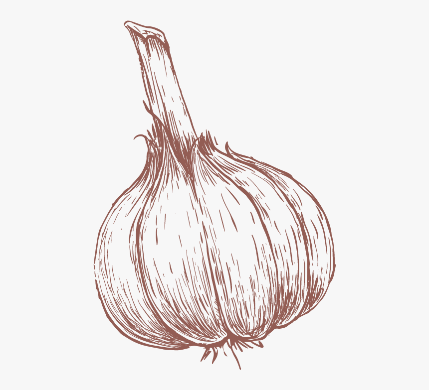 Garlic Drawing , Png Download - Drawn Garlic, Transparent Png