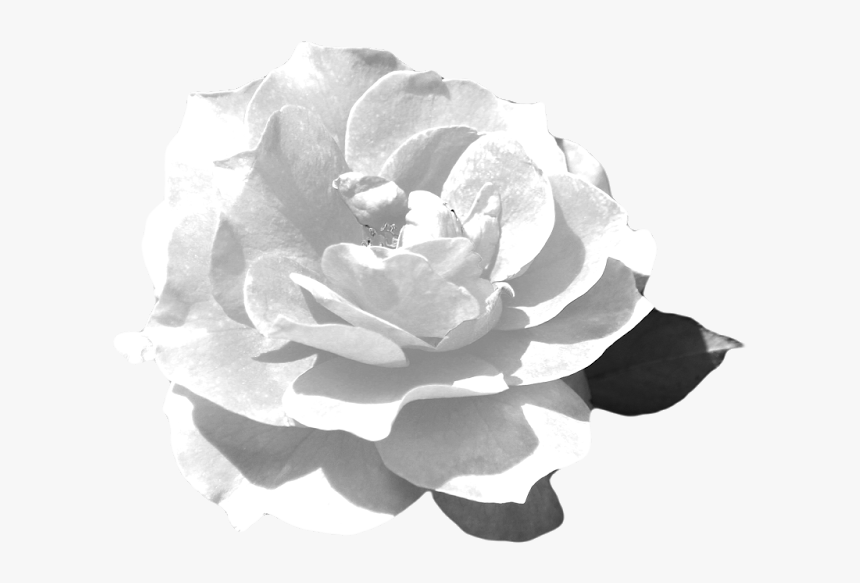 This Is The Rose Flower Png Guitar Silhouette Png - Echeveria, Transparent Png