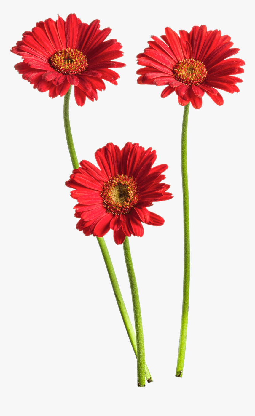 Gerbera Flower Png Highquality Image Gerbera Flower Png, Transparent