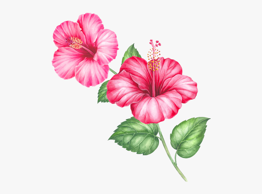 Single Flower Png - Hawaiian Hibiscus, Transparent Png