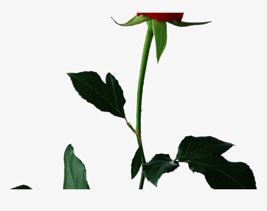 Transparent Single Rose Png - Rose With Transparent Background, Png Download