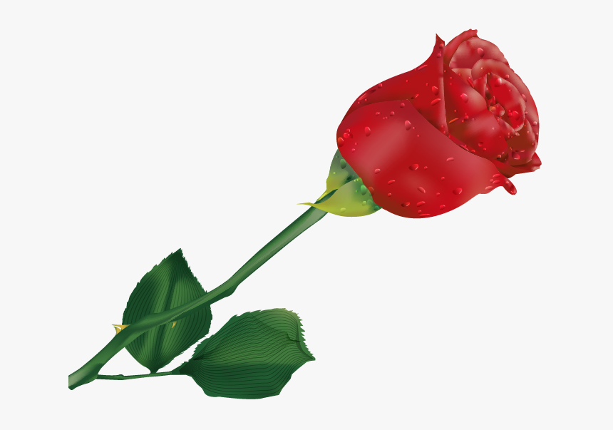 Transparent Single Rose Clipart Beautiful Single Rose Flower Hd