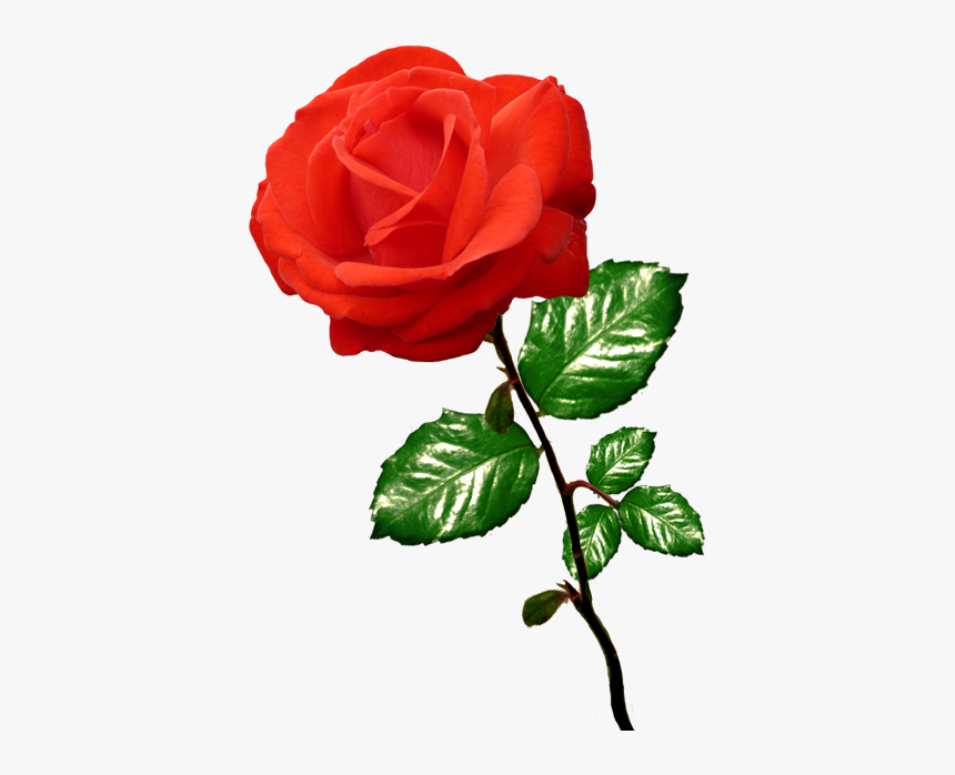 Rose Clipart, HD Png Download
