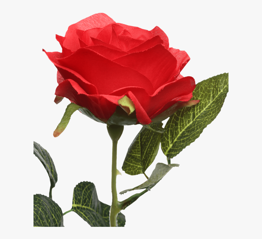 Single Rose Stem Red - Floribunda, HD Png Download