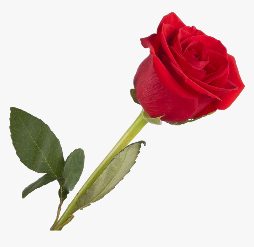 Rosa “single Rose” - Love Good Afternoon Message, HD Png Download