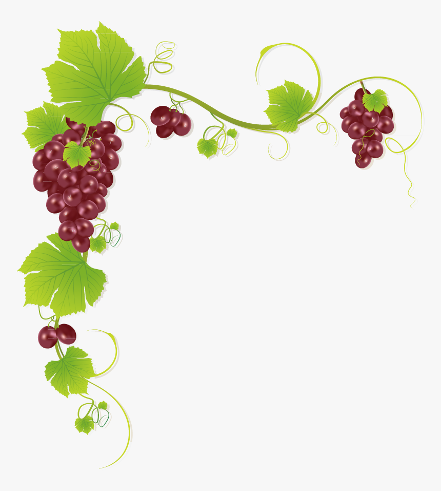 Common Grape Vine Wine Juice Muscadine Grape - Grapes Design, HD Png Download