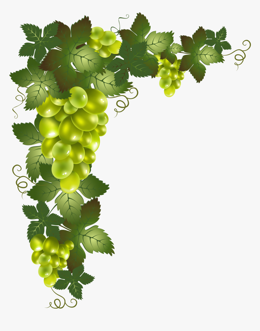 Transparent Element Png Picture - Grape Vine Transparent Background, Png Download