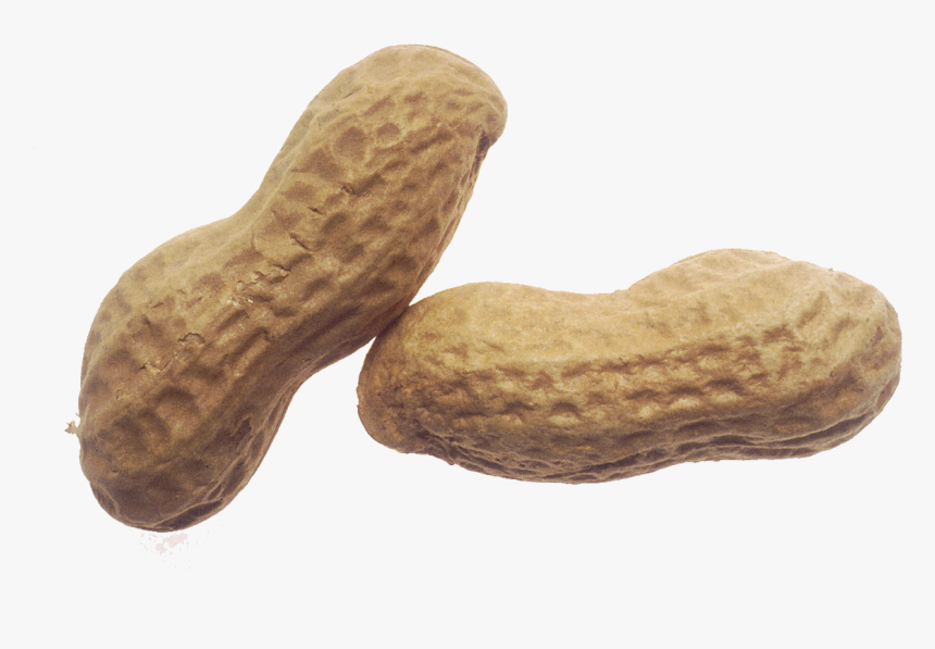 Peanut Png - Peanut Transparent Background, Png Download