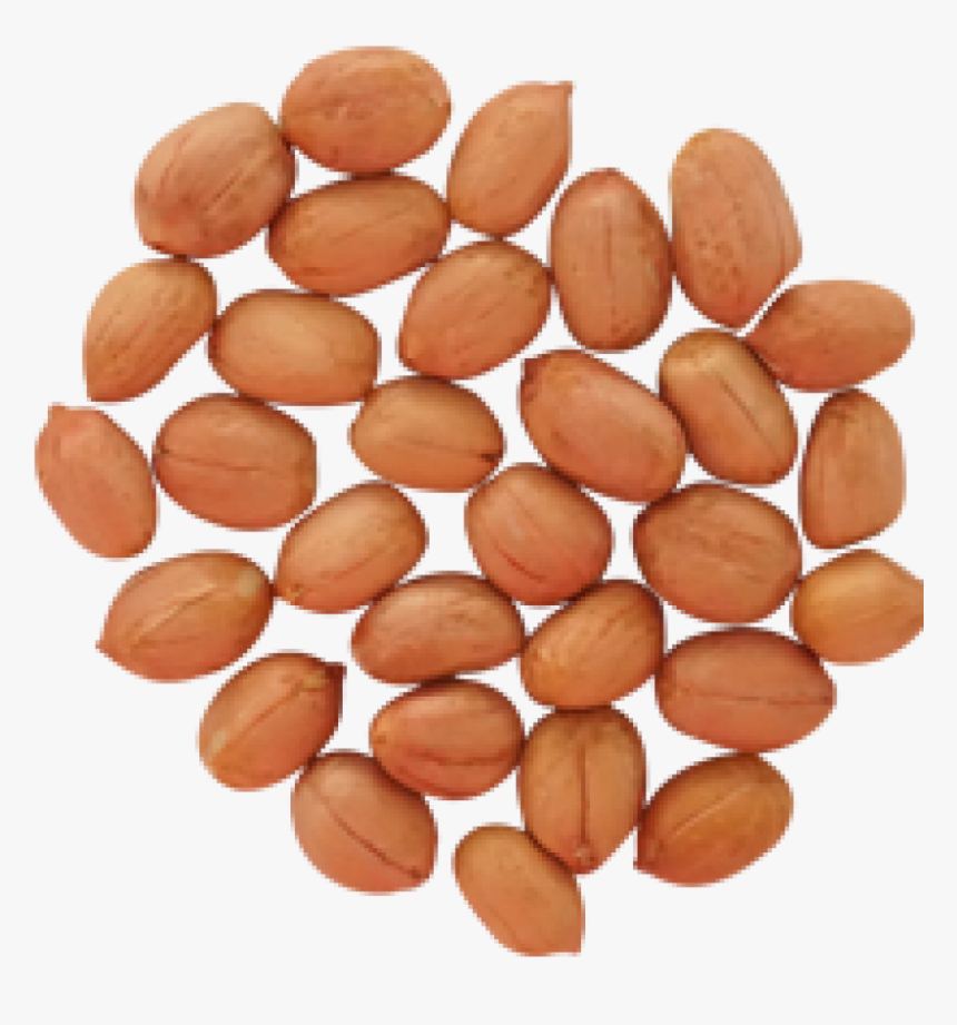 Peanut Png - Peanut, Transparent Png