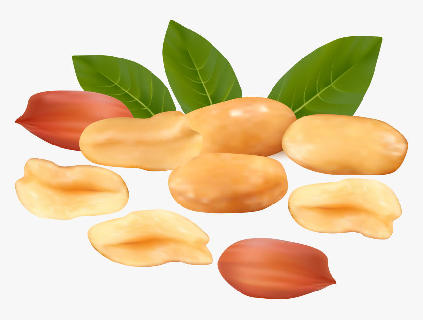 Peanut Transparent Clipart Peanuts Clip Art Library, HD Png Download